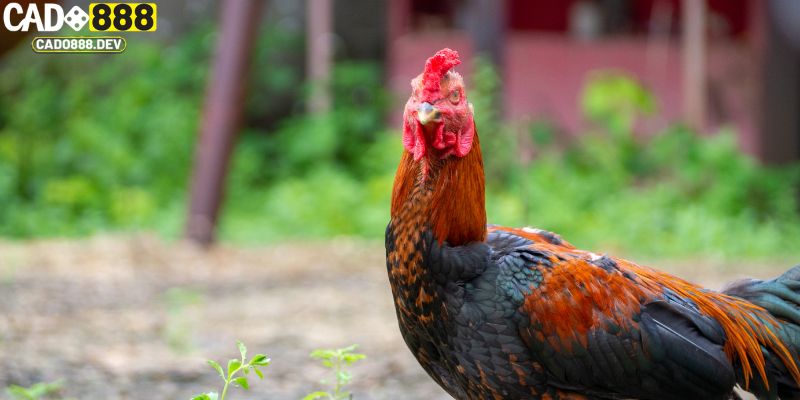 Dinh dưỡng rất quan trọng trong cách nuôi gà đá chân mạnh