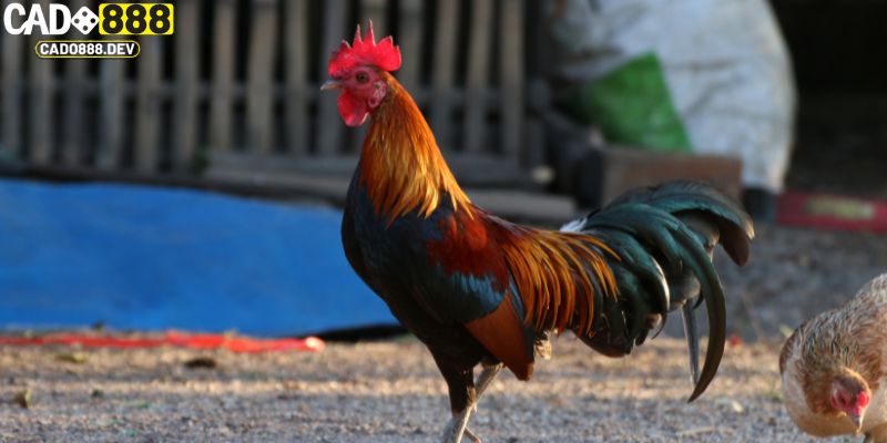 Cách nuôi gà đá chân mạnh với phương pháp luyện tập