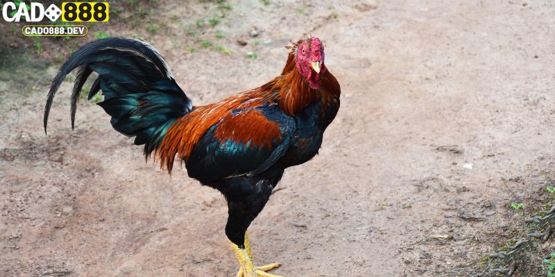 Giữ môi trường sống lý tưởng trong cách nuôi gà đá chân mạnh