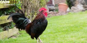 cách nuôi gà đá chân mạnh