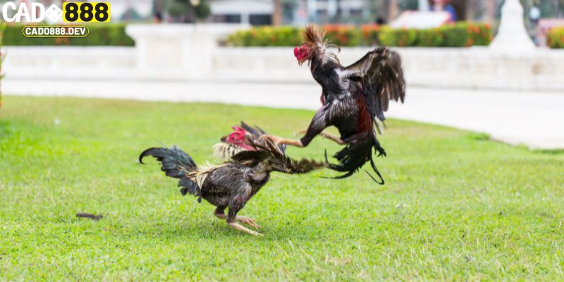 Cách xem tướng gà đá đoán cưa đè