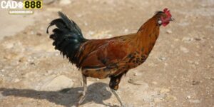 Cách Xem Tướng Gà Đá