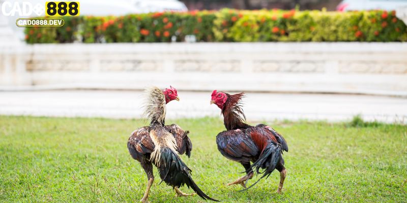 Ý nghĩa của cách xem tướng gà đá