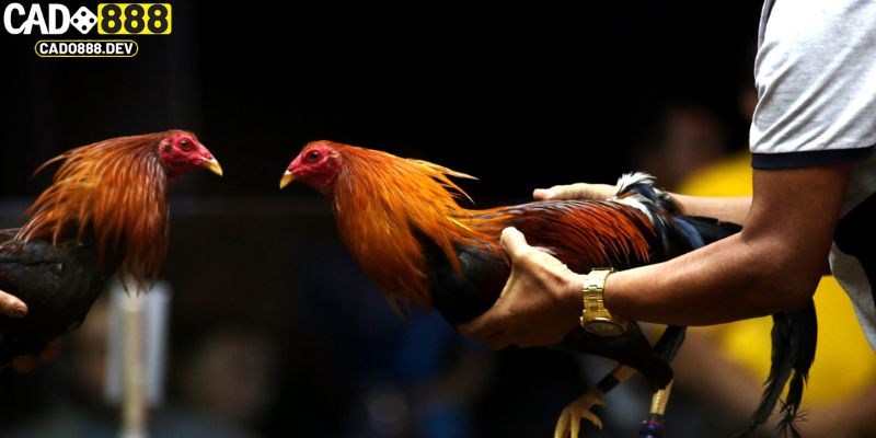 Sảnh AOG có nhiều tay chơi đá gà chuyên nghiệp