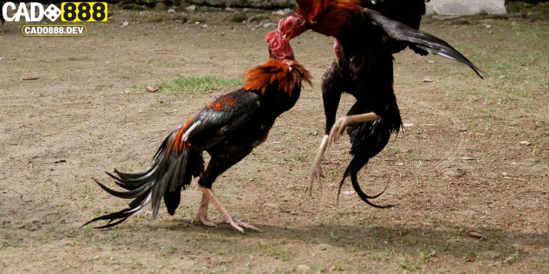 Kỹ thuật thắng lớn trong đá gà cựa dao