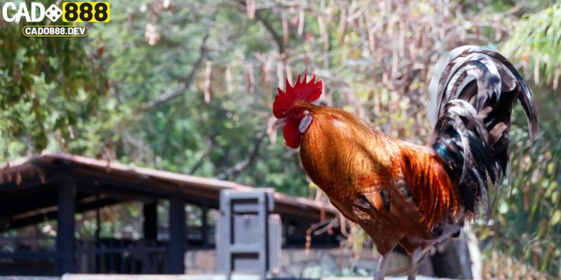 Mẹo thông minh khi tham gia đá gà cựa dao