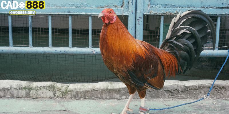 Vài thông tin về bộ môn đá gà cựa dao