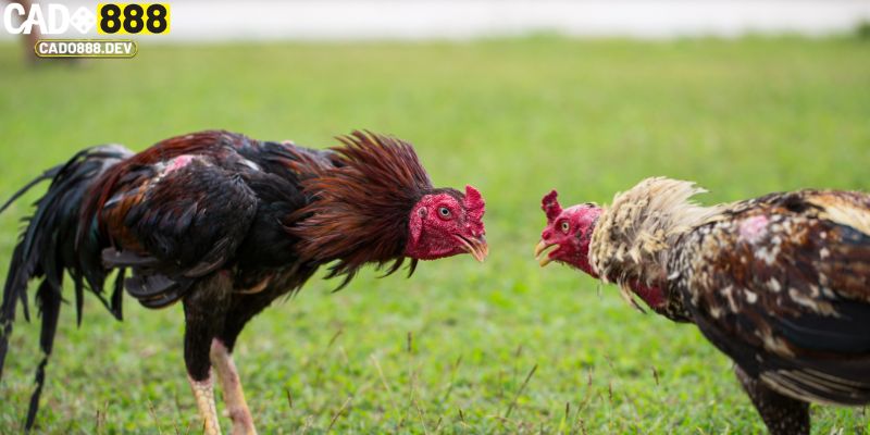 Vài thông tin giới thiệu về kho game đá gà